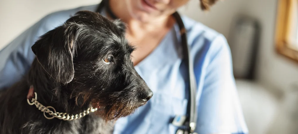 Älterer schwarzer Terrier-Mischling auf dem Arm einer Tierärztin