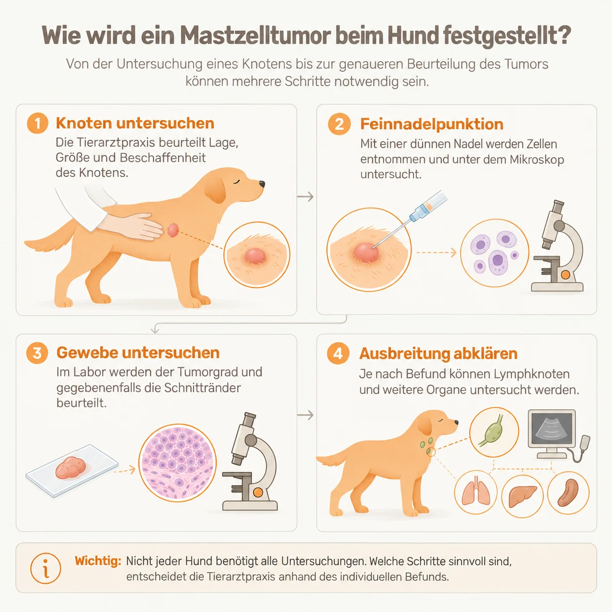 Infografik: So wird ein Mastzelltumor beim Hund festgestellt – Knoten untersuchen, Feinnadelpunktion, Gewebeuntersuchung und mögliche Streuung abklären