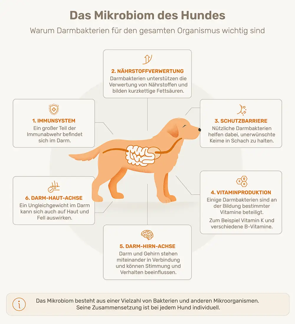 Infografik zum Mikrobiom des Hundes mit sechs dargestellten Zusammenhängen rund um Verdauung und Nährstoffverwertung.