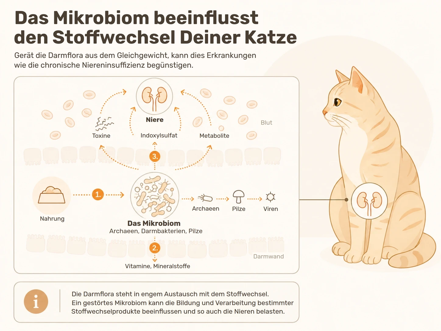 „Infografik: Das Mikrobiom beeinflusst den Stoffwechsel der Katze — Zusammenhang zwischen Darmflora, Blut und Niere.“