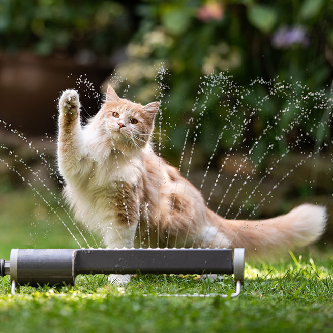 Maine Coon Katze spielt mit Rasensprenger auf einer grünen Wiese und hebt seine Pfote.