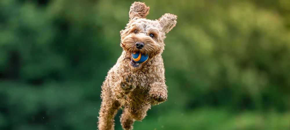 Lockiger Hund springt mit Ball im Maul über eine Wiese – Beweglichkeit im Mittelpunkt beim Thema Teufelskralle für Hunde