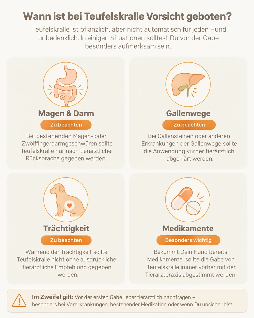 Infografik: Wann bei Teufelskralle für Hunde Vorsicht geboten ist – Magen und Darm, Gallenwege, Trächtigkeit und Medikamente.