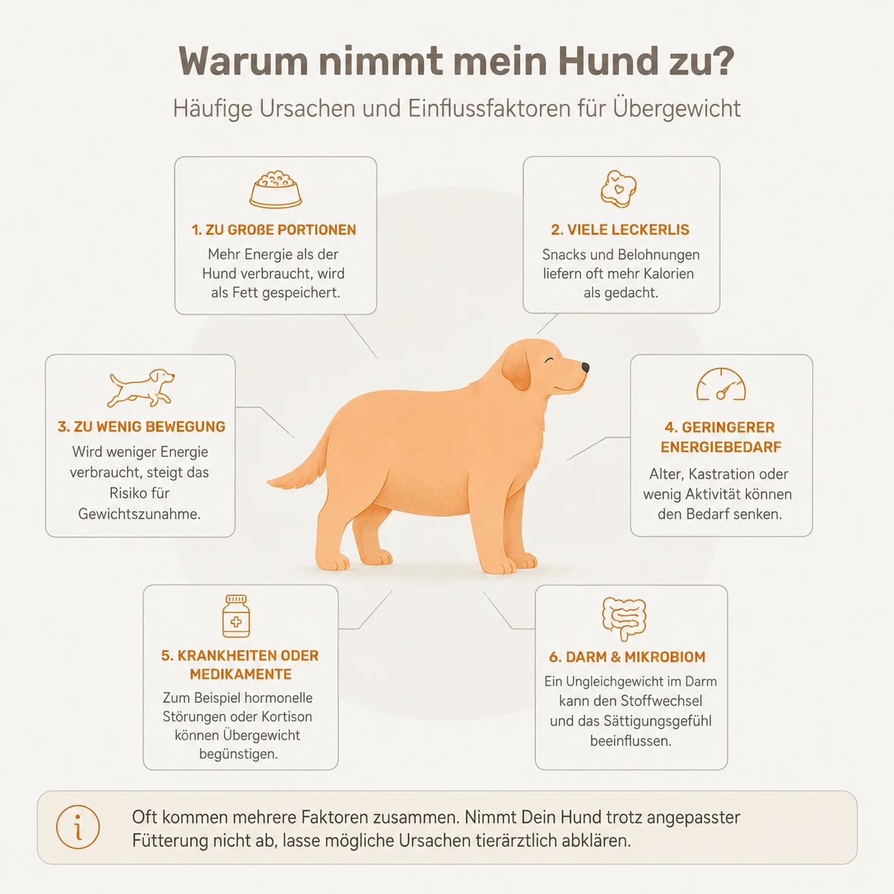 Übersicht der häufigsten Ursachen für Übergewicht beim Hund: große Portionen, Leckerlis, Bewegungsmangel, geringerer Energiebedarf, Erkrankungen, Darm-Mikrobiom