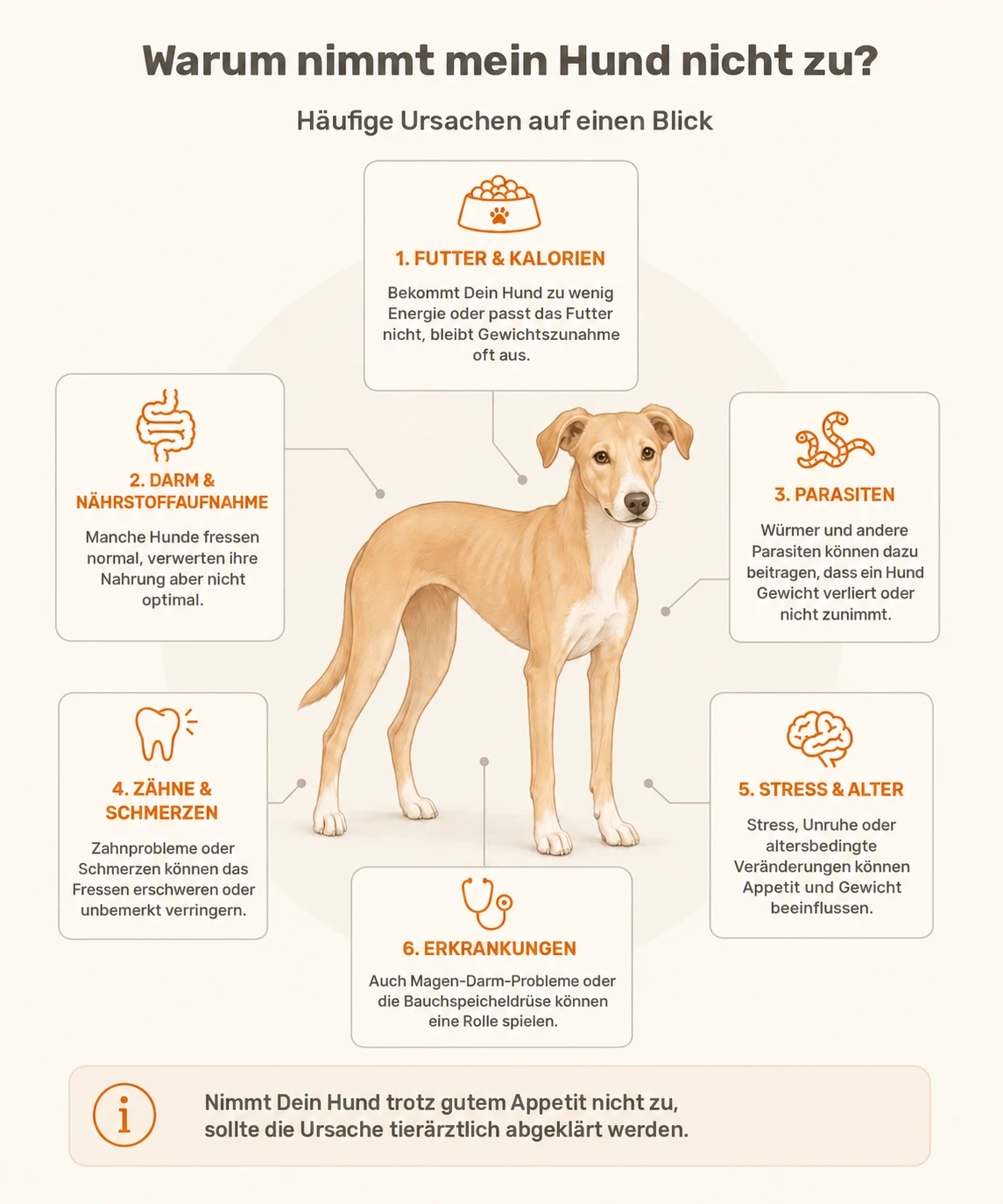 Infografik mit sechs häufigen Ursachen, warum ein Hund nicht zunimmt: Futter, Darmgesundheit, Parasiten, Zähne, Stress und Alter sowie Erkrankungen