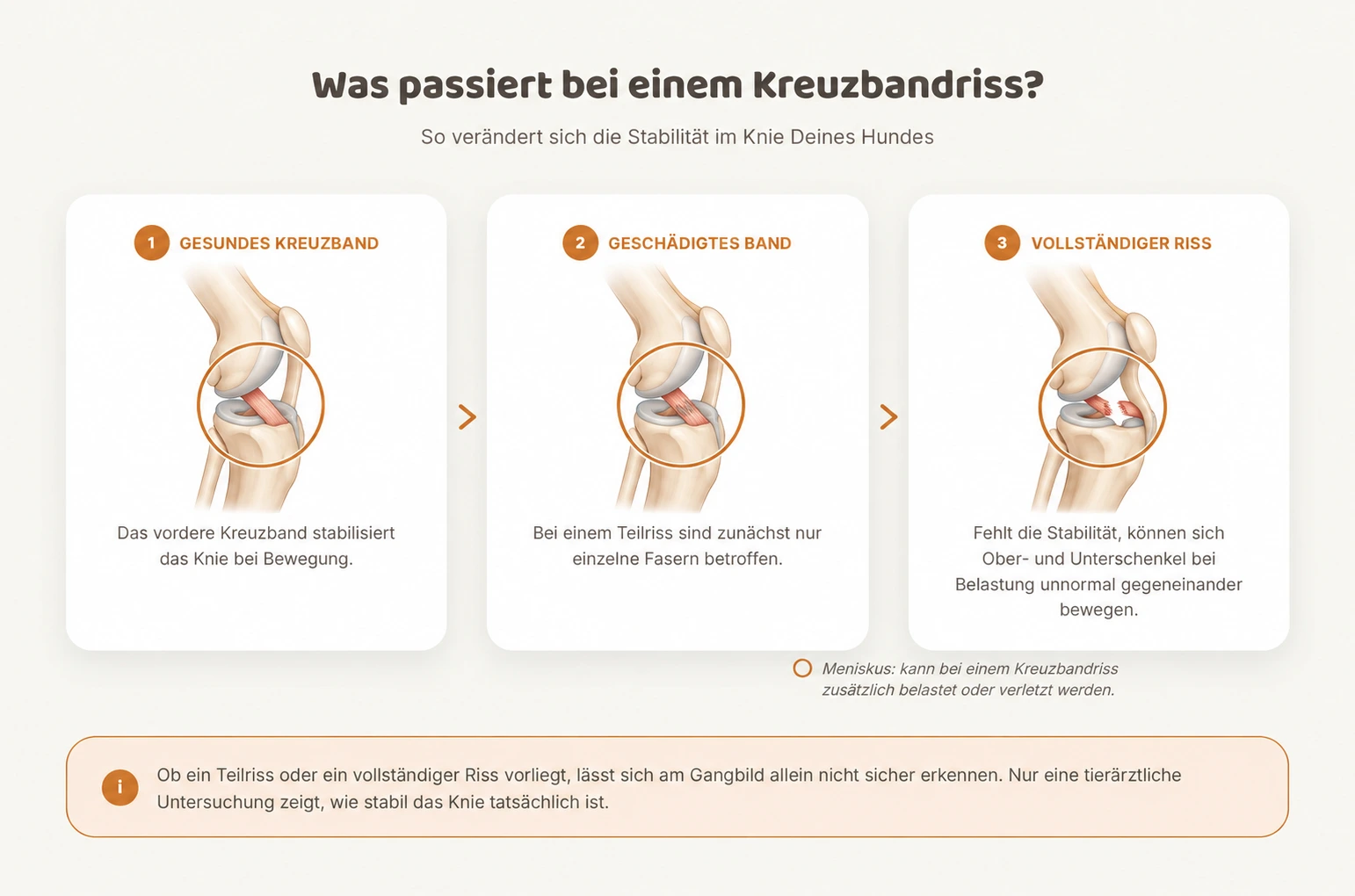 Grafik zeigt drei Stufen im Kniegelenk des Hundes: gesundes Kreuzband, geschädigtes Band und vollständiger Kreuzbandriss