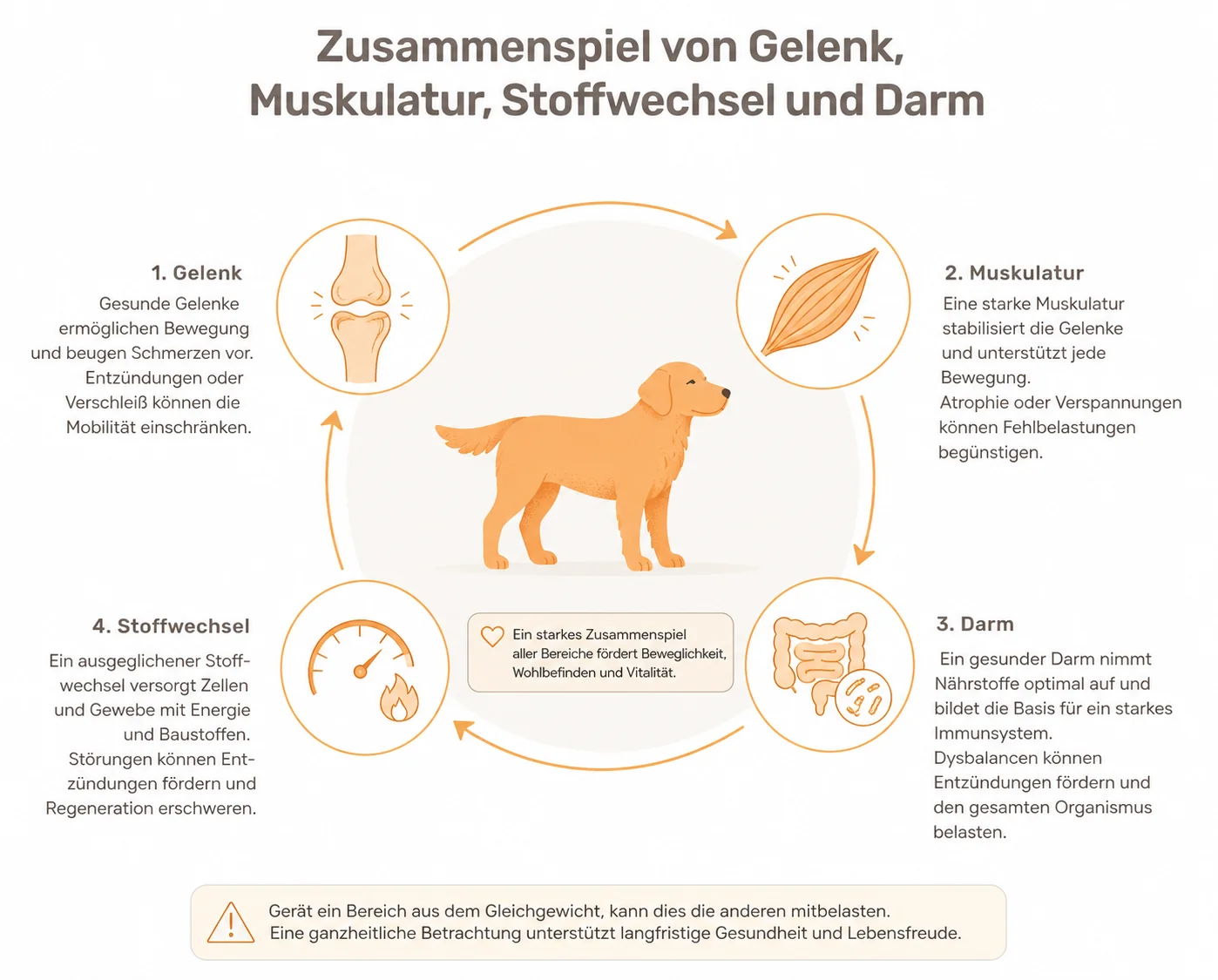 Infografik: Zusammenspiel von Gelenken, Muskulatur, Darm und Stoffwechsel beim Hund für Beweglichkeit und Vitalität