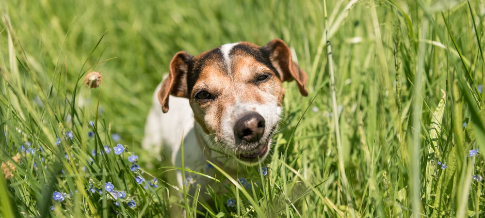 Terrier steht im hohen Gras und knabbert daran – für viele Hunde ist gelegentliches Grasfressen ein ganz normales Verhalten.