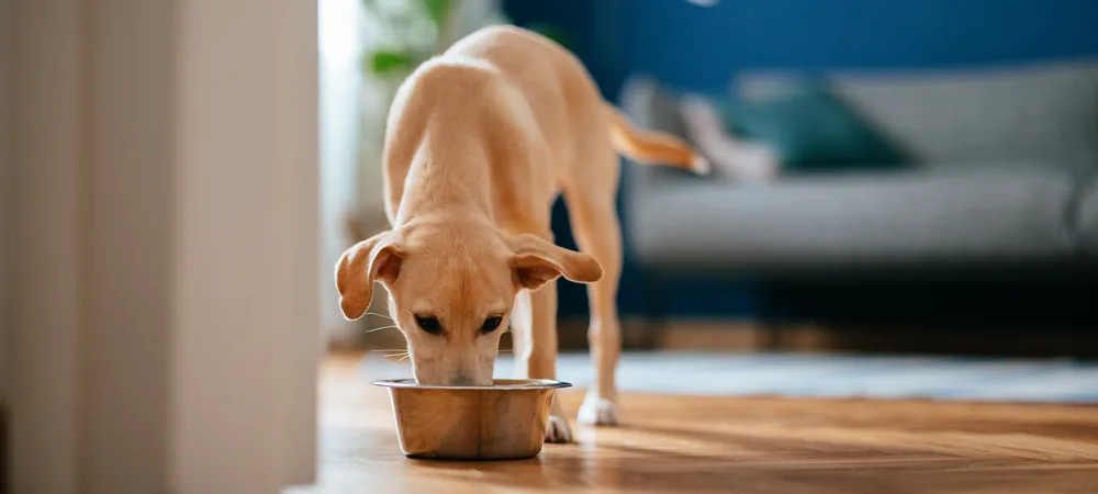 Junger hellbrauner Hund frisst im Wohnzimmer aus einem Edelstahlnapf – Thema kaltgepresstes Hundefutter