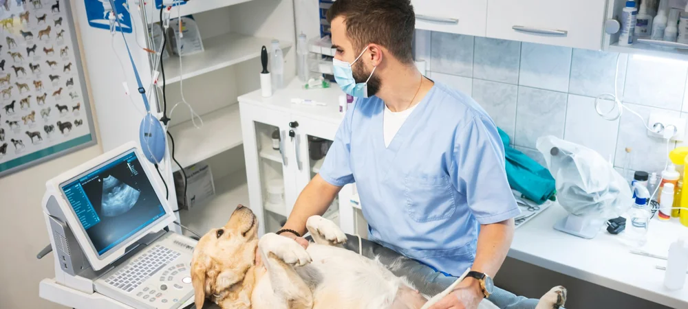 Tierarzt untersucht eine auf dem Rücken liegende Labrador-Hündin per Ultraschall am Bauch – Gebärmutterentzündung beim Hund abklären