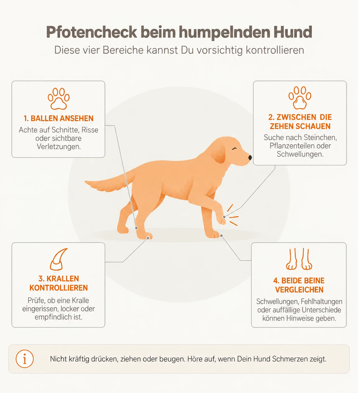 Infografik: Pfotencheck beim humpelnden Hund in 4 Schritten – Ballen ansehen, Zehenzwischenräume prüfen, Krallen kontrollieren, beide Beine vergleichen