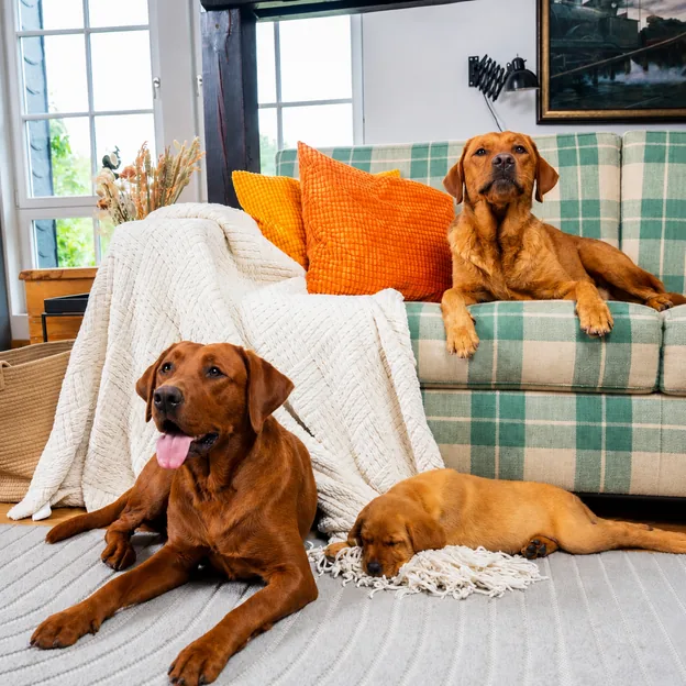 Drei Hunde liegen zusammen im Wohnzimmer