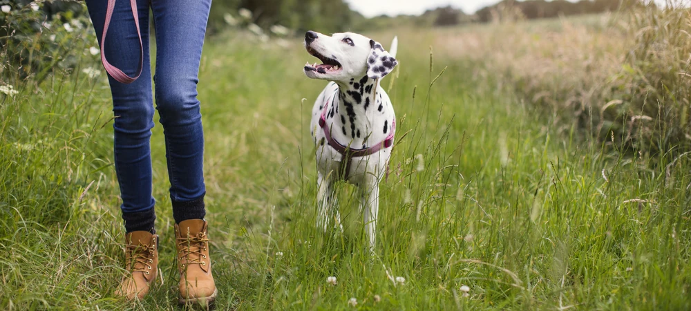 Hundehalterin geht mit ihrem Dalmatiner an der Leine über eine grüne Wiese spazieren — Bewegung kann die Verdauung unterstützen.