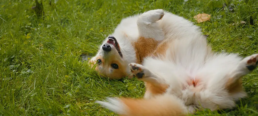 Entspannter Hund rollt sich auf einer Wiese als Symbol für Wohlbefinden und eine ausgeglichene Alltagsroutine.