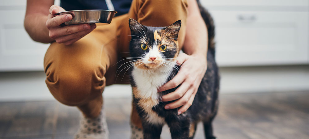 Dreifarbige Katze sitzt vor Besitzer. Dieser hält einen Futternapf in der Hand.
