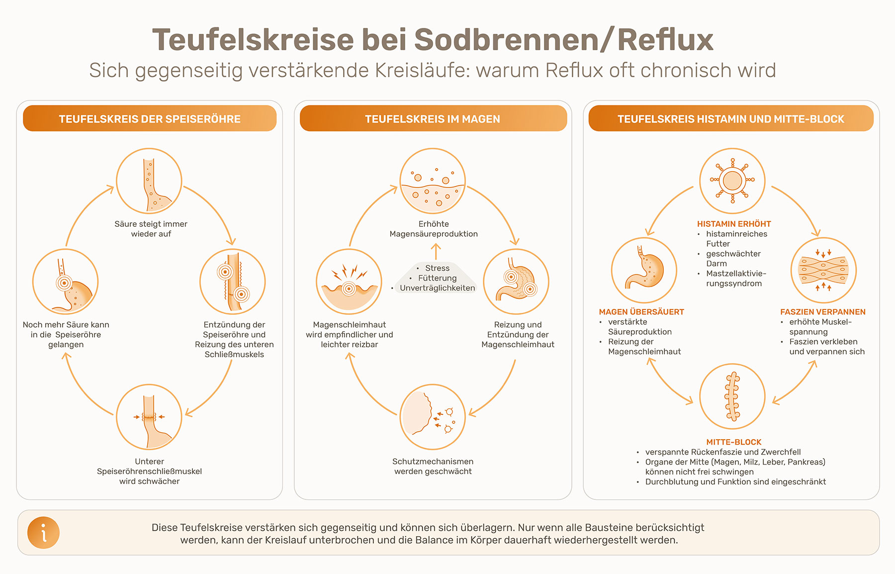 Infografik zu Sodbrennen und Reflux beim Hund: Sie zeigt, wie sich Reizung der Speiseröhre, erhöhte Magensäureproduktion, Histamin und Verspannungen gegenseitig verstärken können.