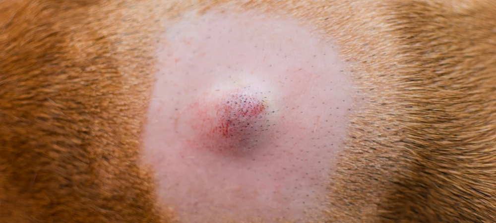 Kleiner, leicht geröteter Knubbel unter rasiertem Fell beim Hund – möglicher Grützbeutel