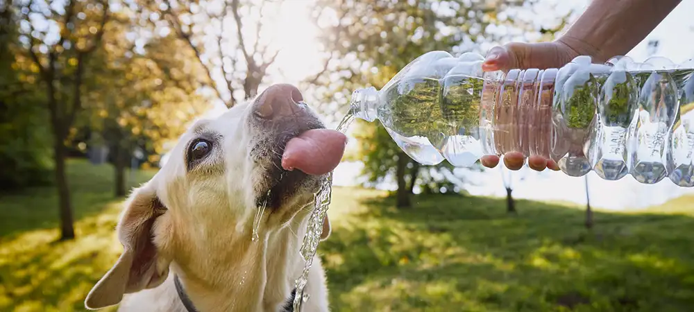 Heller Hund trinkt draußen Wasser aus einer Flasche, die ihm von einer Person angeboten wird.
