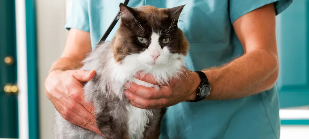 Langhaarige Katze in Braun-Weiß wird vom Tierarzt auf dem Behandlungstisch gehalten