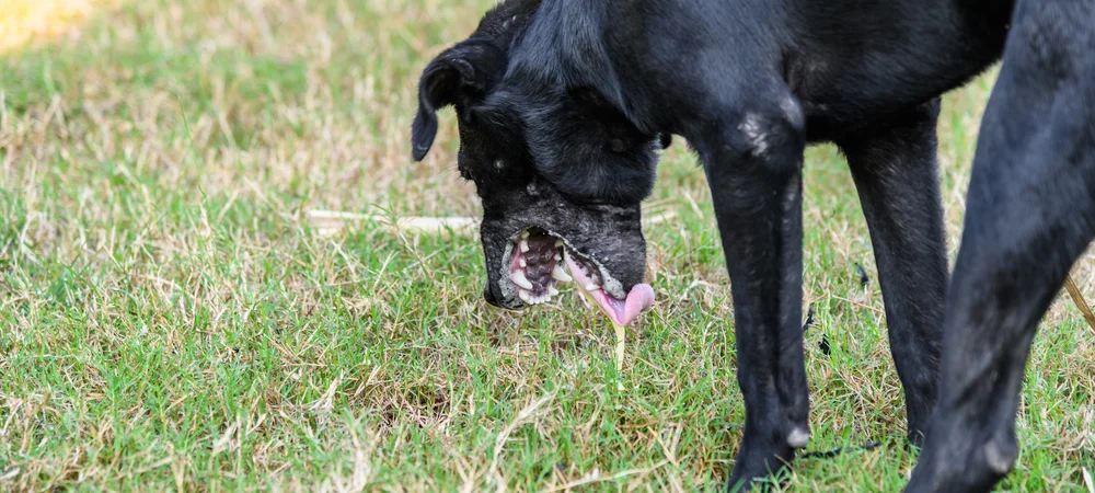 Schwarzer Hund steht auf einer Wiese und erbricht gelbe Flüssigkeit, Erbrechen beim Hund richtig einordnen