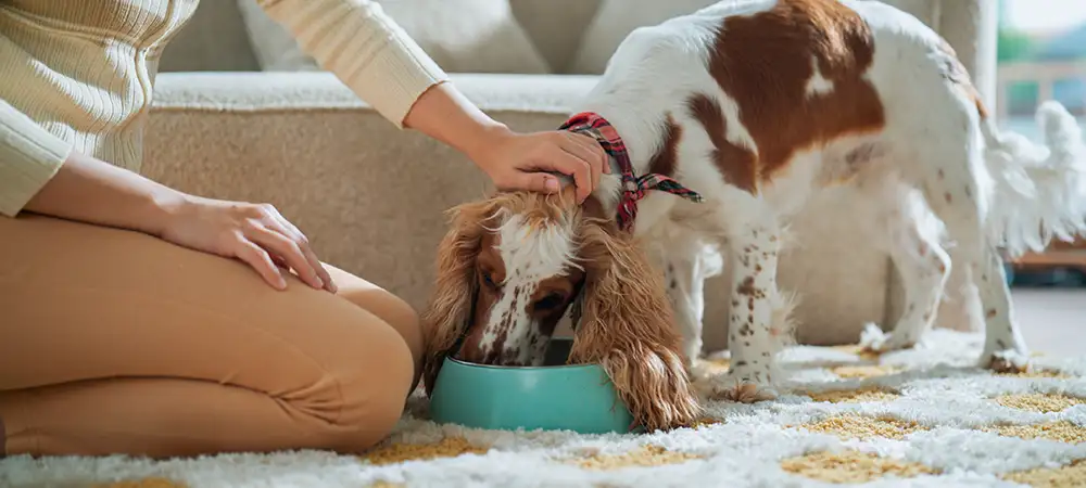Frau streichelt ihren Hund liebevoll, während er Schonkost aus einem Napf frisst – vertrauensvolle Fütterungssituation zuhause.