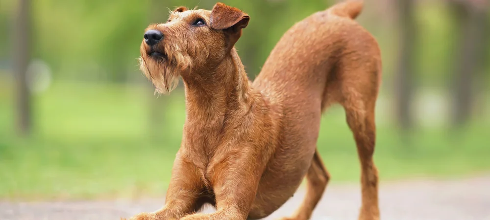Irish Terrier streckt sich auf einem Parkweg und stützt sich auf die Vorderbeine – Ellenbogendysplasie beim Hund