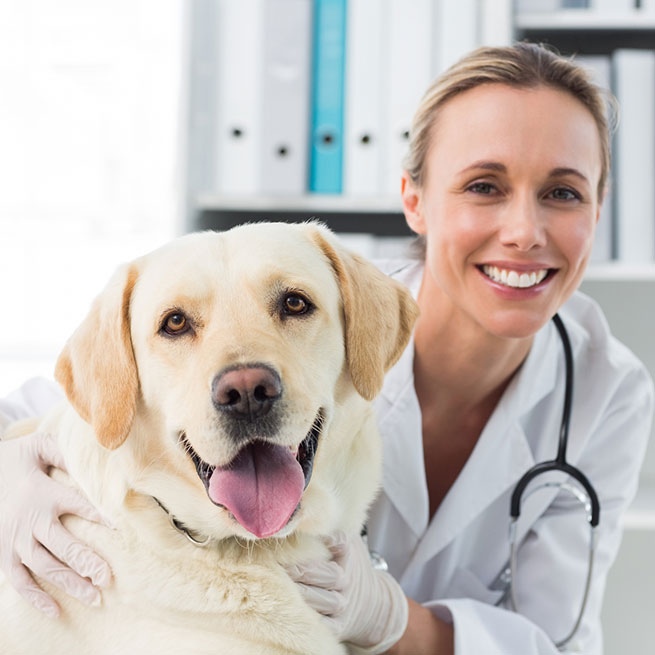 Tierärztin lächtelt und umarmt dabei einen beigen Labrador