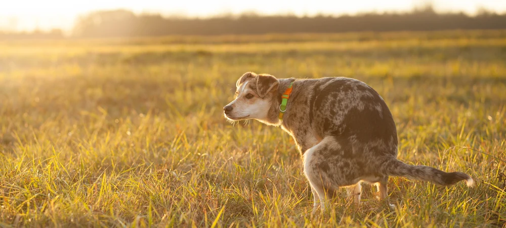 Hund hockt beim Kotabsatz auf einer herbstlichen Wiese im Abendlicht: Ausgangspunkt, um schleimigen Kot zu erkennen