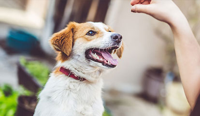 Ein braun-weißer Hund schaut aufmerksam nach oben zu einer Hand, die ihm ein Leckerli hinhält, während er erwartungsvoll den Mund geöffnet hat.