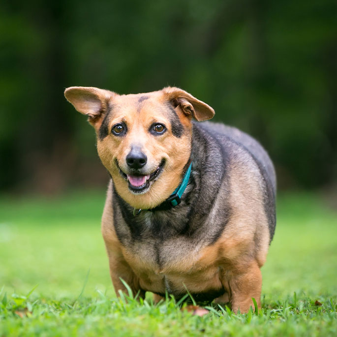 Eine kleiner übergewichtiger Hund steht auf einer grünen Wiese.