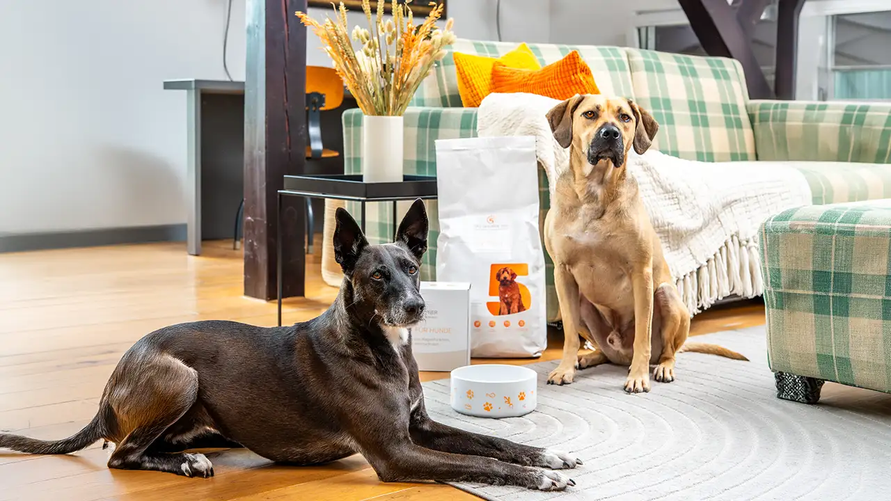 Zwei Hunde liegen und sitzen im Wohnzimmer neben Hundefutter, Nahrungsergänzungen und einem Futternapf.