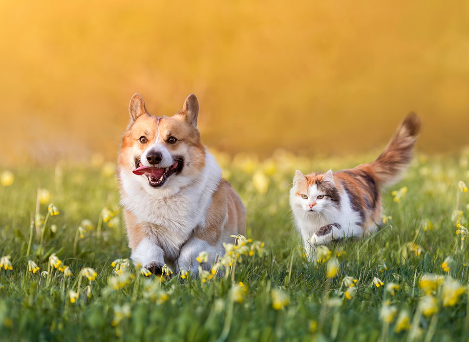 Ein Hund und eine Katze laufen auf einer Wiese.