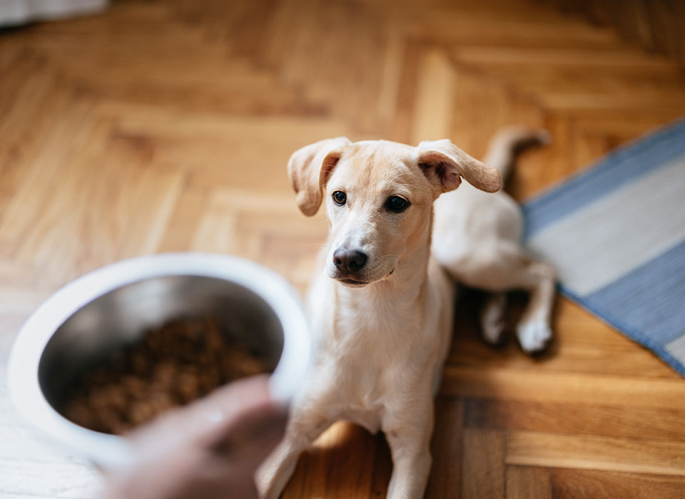 Ein Hund mit hellem Fell, sitzt auf Parkettboden und bekommt einen Futternapf gereicht.