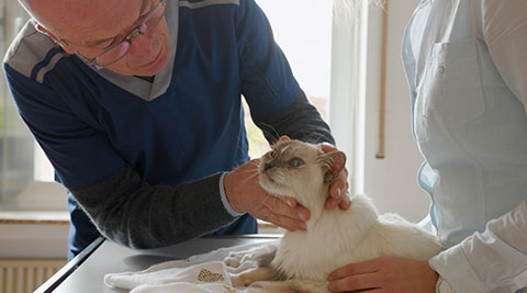 Eine Katze wird vom Tierarzt untersucht.