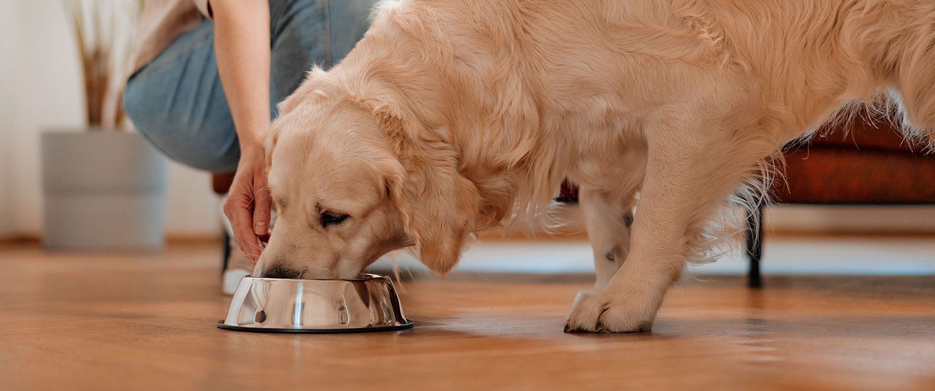 Ein Hund frisst aus einem Futternapf.