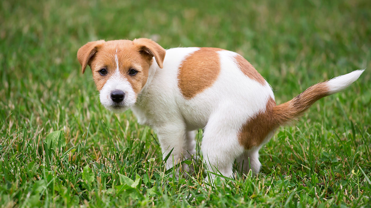 Ein kleiner Hundewelpe hockt auf einer Wiese und verrichtet sein Geschäft.
