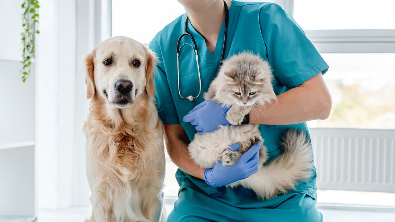 Ein Tierarzt hält eine kleine Katze auf dem Arm. Neben ihnen ein Hund.
