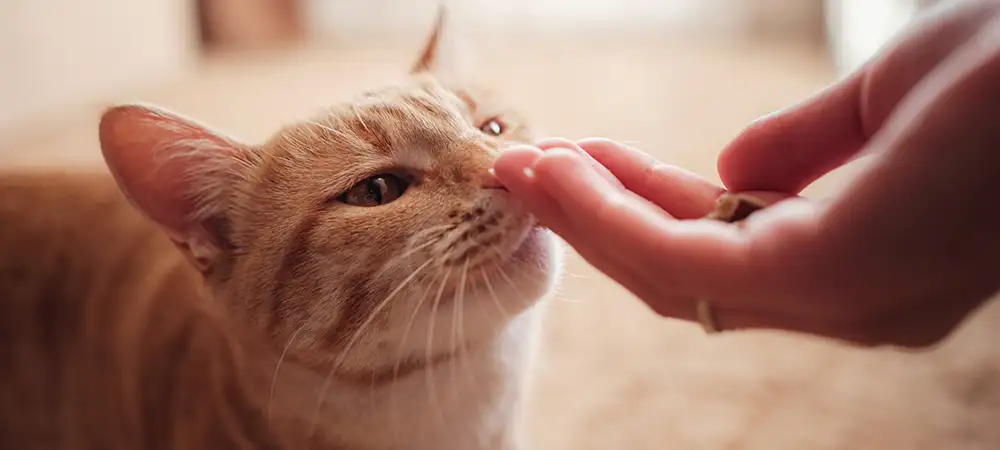 Rote Katze frisst Futter aus der Hand einer Person in einem Innenraum