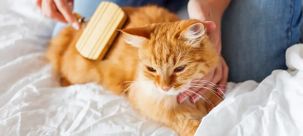Rote Katze liegt auf einem Bett und wird mit einer Bürste von einer Person gepflegt