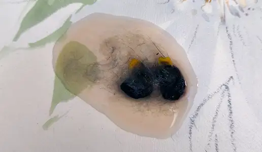 Erbrochenes mit weißlich-rosafarbenem Schleim, Haaren und dunklen Pflanzenteilen auf hellem Untergrund