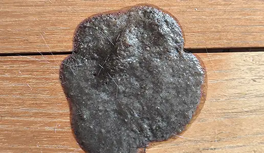 Breiiges Erbrochenes mit verdautem Futter und Haaren auf Holzboden