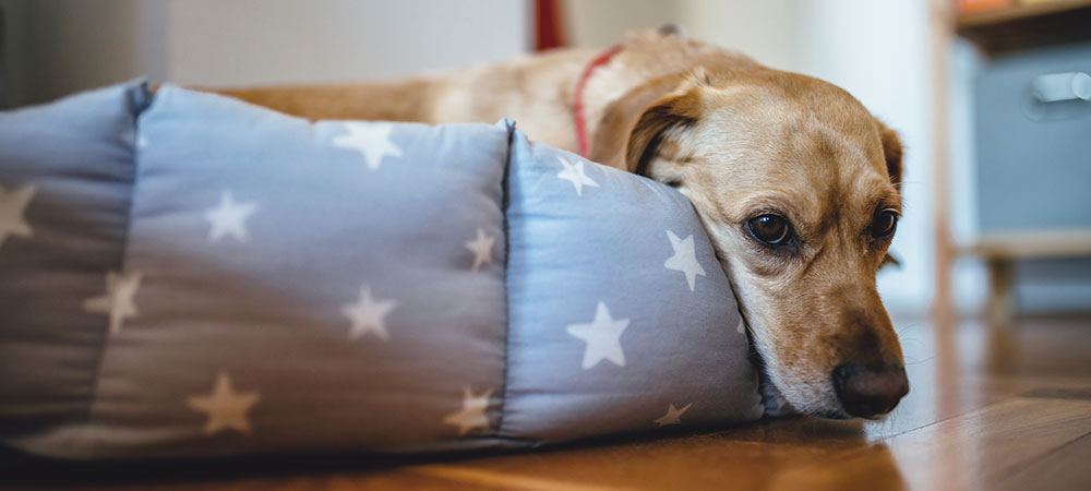 Ein Beigefarbener Labrador liegt auf einem blauen Hundebett mit weißen Sternen.