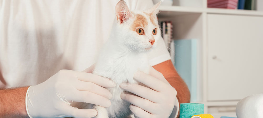 Kleine weiße katze wird von einem Tierarzt mit weißen Handschuhen untersuch.t
