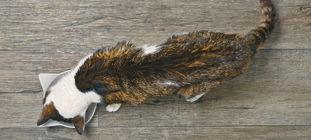 Braun-weiße Katze isst aus Futternapf auf braunem Holzboden