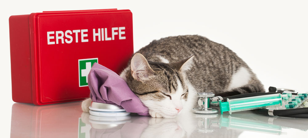 kleine Katze schläft vor einem roten erste Hilfe Set