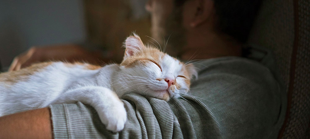 Weiße Katze schläft in den Armen ihres Besitzers
