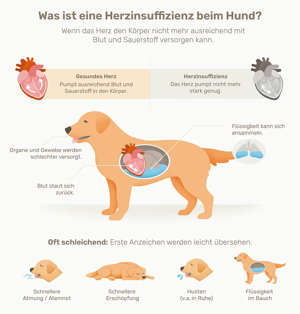 Infografik zur Herzinsuffizienz beim Hund mit möglichen Anzeichen