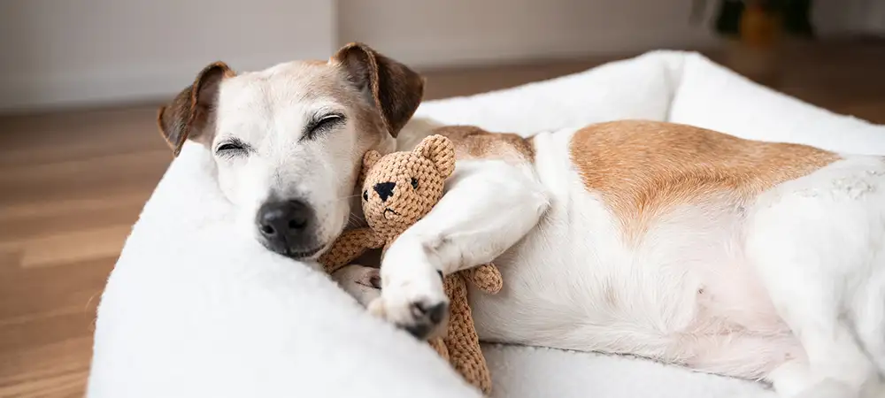 Schlafender Hund liegt mit Stofftier auf einem weißen Hundebe