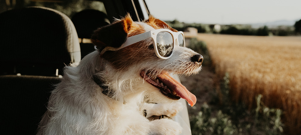 Jack Russell Terrier mit weißer Sonnenbrille auf der Nase blickt aus dem Autofenster.