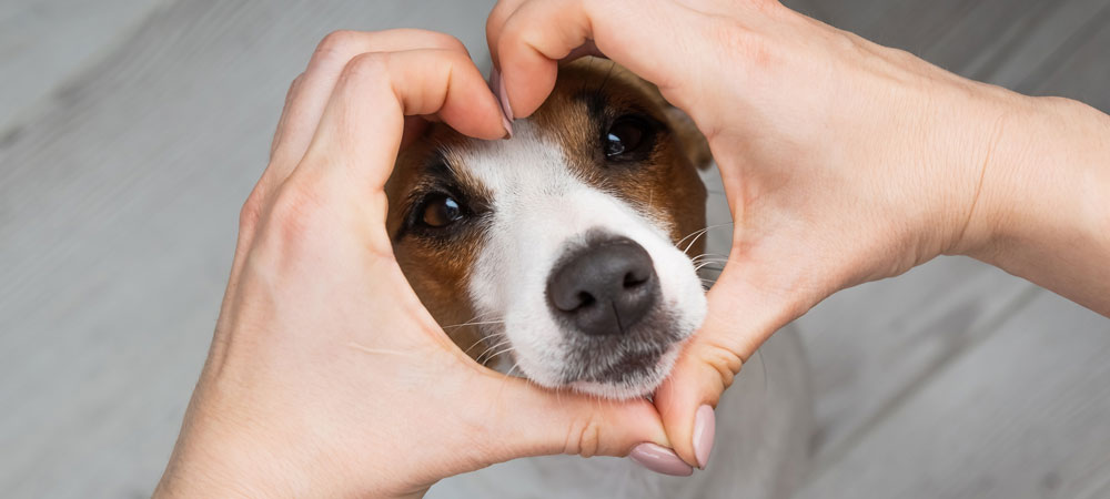 Braun-weißer Hund steckt seine Nase durch die Hände eines Menschen, dessen Hände ein Herz formen.